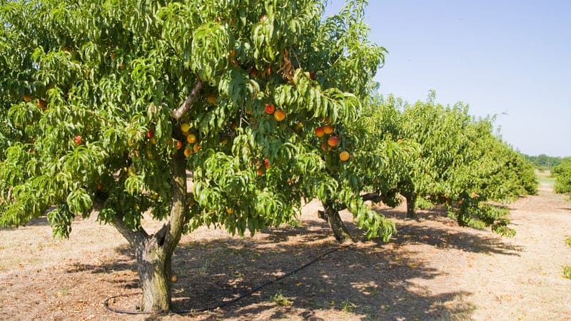 Mehrstämmige Bäume kaufen: Die besten Sorten für eine individuelle Gartengestaltung